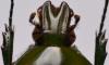 255173 – Photo : Christian Berquer – Madagascar